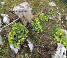 Brez besed ostane človek